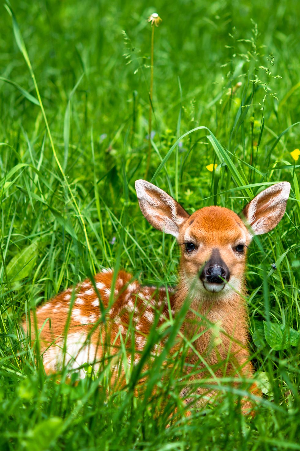 First image